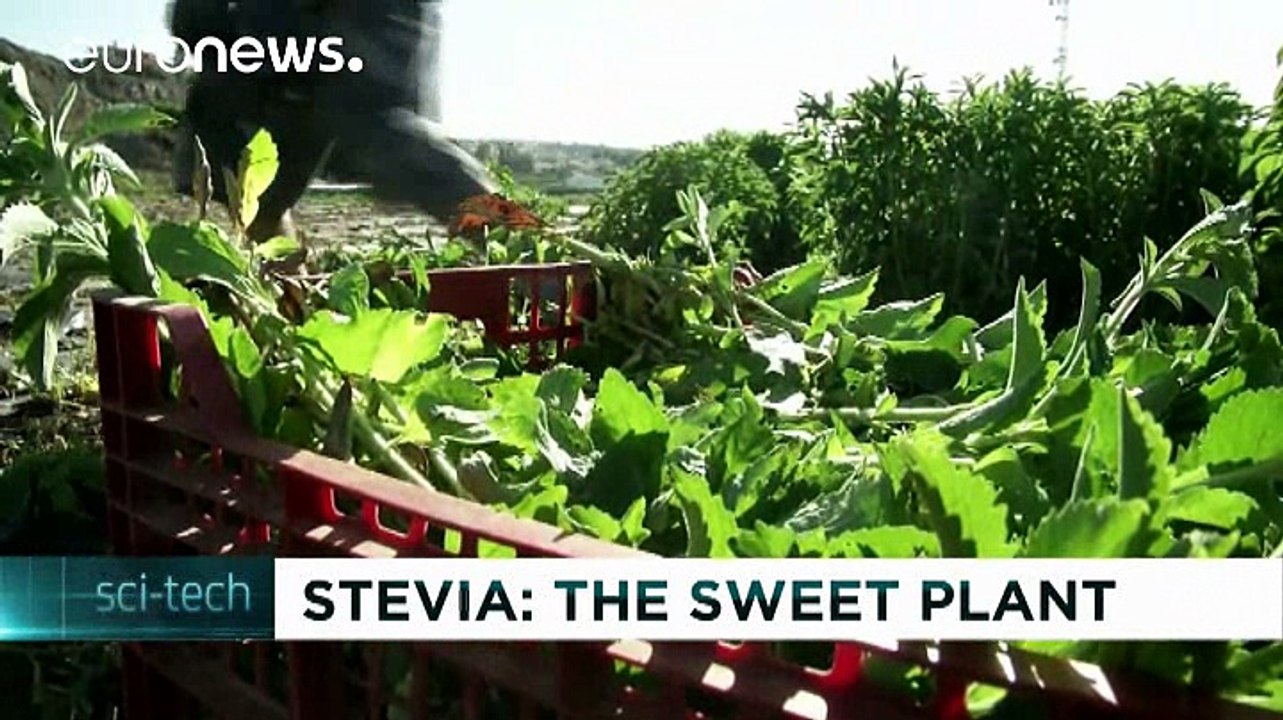 A spanyol farmerek édes álma - a sztívia