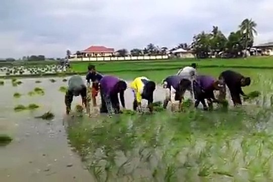 Farmers Planting Rice Squad - Rice Paddy Super Speed - Funny Clips