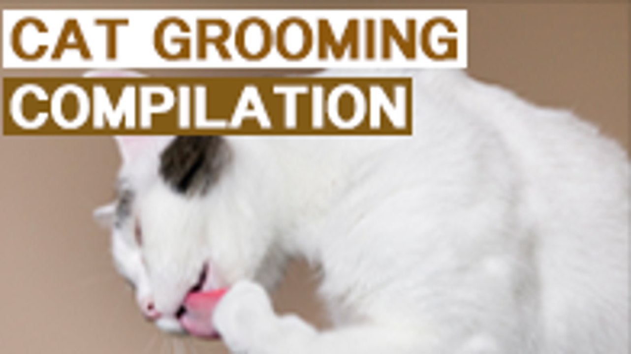 LikePet Cat Grooming COMPILATION 2016
