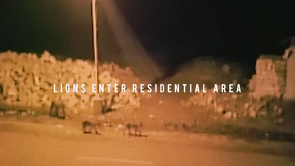 WATCH: Lions enter residential area in Gujarat