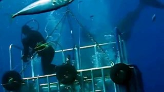 23ft Great White : Largest Shark Ever Recorded