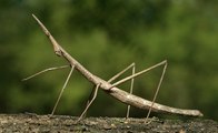 Insectos palo (Phasmatodea)