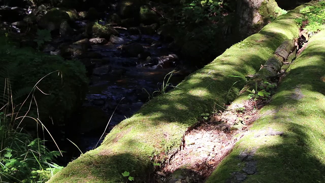 Près des Cimes