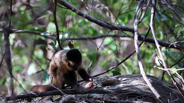 Les singes capucins brésiliens sont à l'âge de pierre depuis des centaines d'années