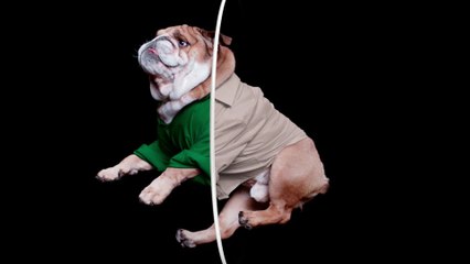 Herezie pour Dylon Dyes - «Dylon Dogs» - juillet 2016