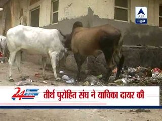 Court issues notice to Rajasthan government over Pushkar's bad condition