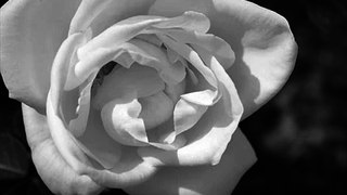 Flugblätter der Weißen Rose Teil 2