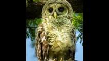 Greatest 28 Majestic Owls Caught On Camera Of All Time