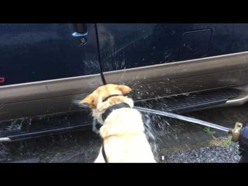 Dog Hasn't Quite Figured Out Drinking Water From a Hydrant