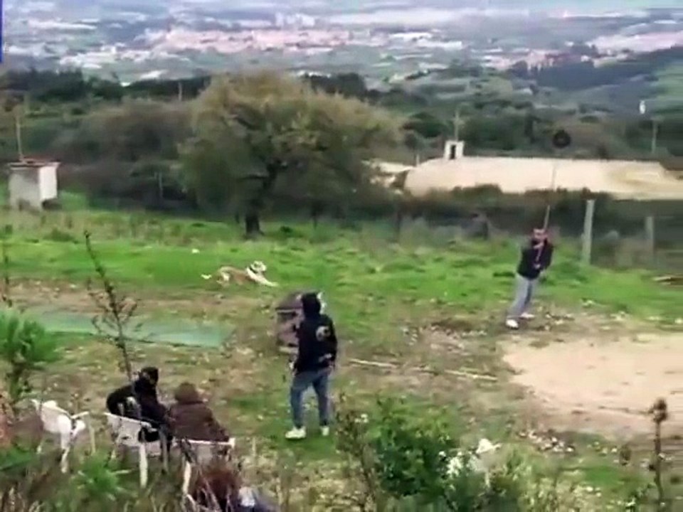 Can your dog fly?