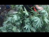 Mammola (RC) - Coltivavano marijuana in campagna, due arresti (11.07.16)