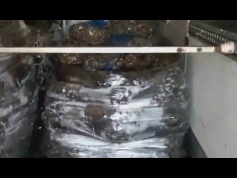 Pescara - Sequestrati tre quintali di cozze, multe a due pescatori abusivi (13.07.16)