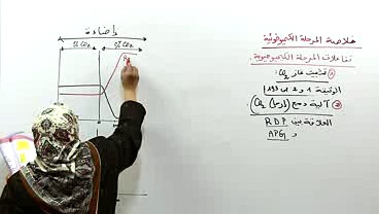 تفاعلات المرحلة الكيميوحيوية 2