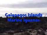 Galapagos Islands Marine Iguanas