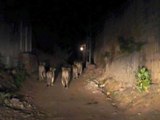 Hindistan'da Aslanlar Gece Kenti Bastı