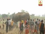 Injured elephant enters into locality at Radhanagar of Bankura