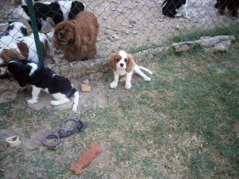 004 Mâle blenheim portée Guerlane x Indigo