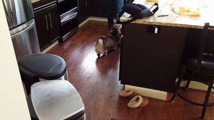 Ce que fait ce chien quand son maître prononce le mot "douche" est incroyable ù