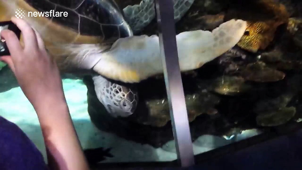Tiny fish trolls sea turtle