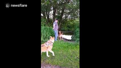 Man cannot control excited dog