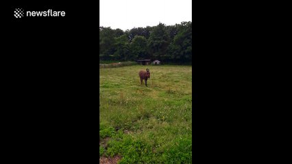 Talking donkey appears to say 'hello'
