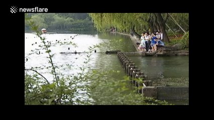Fish jump surprisingly high out of water