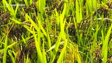 Kung Fu Panda characters cut out in cereal fields
