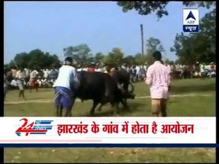 Jharkhand: Buffaloes lock horns every year in Navratri