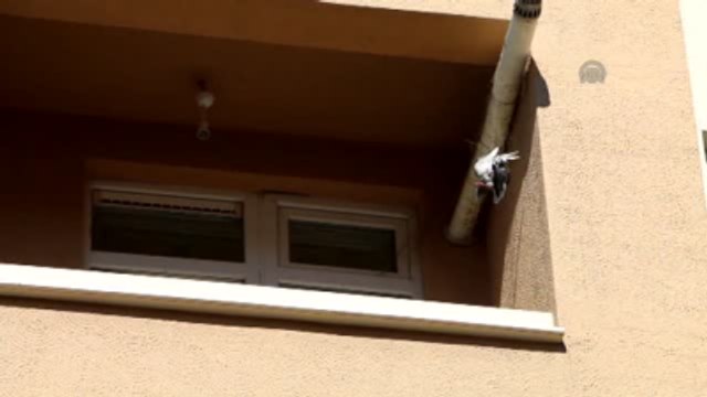 Balık Ağına Takılan Güvercini Vatandaşlar Kurtardı