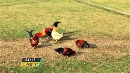 Operário ganha `reforço` de galinhas para cuidar do gramado