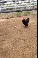 Is larke ne is murghe k satha kia  harkat ki k murgha mar gia ap b dekhen zara