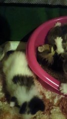 chaton persan et exotic shorhair