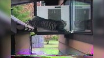 The Funniest Cute Cat & Kitten Home Video Bloopers of 2016 Weekly Compilation | Kyoot Animals