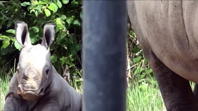 Zoo d'Amnéville: naissance rarissime d'un rhinocéros blanc