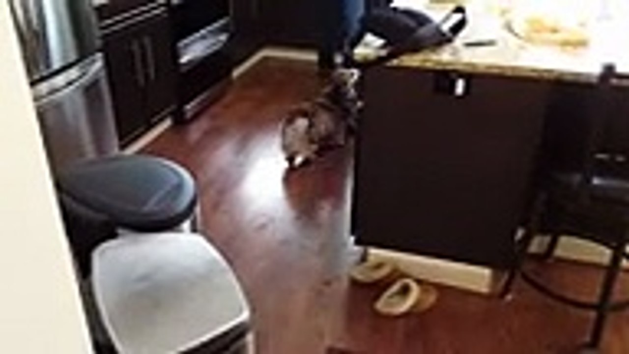 quand son maître prononce le mot -douche- sa réaction est incroyable ù