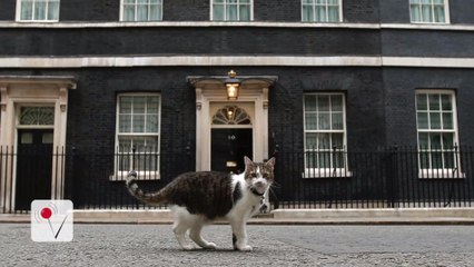 Larry the Cat Tweets His Love for David Cameron