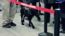 Now you can Adopt the TSA's Retired Bomb-Sniffing Dogs