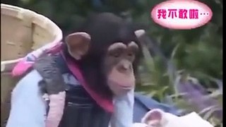 animals funny video - monkey and dog walk together