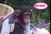 animals funny video - monkey and dog walk together