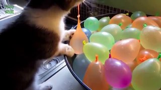 Funny Cats vs Balloons Compilation 2016