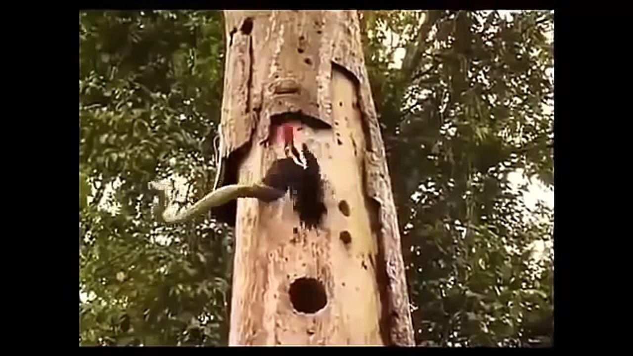 Anaconda Gigante VS Perro