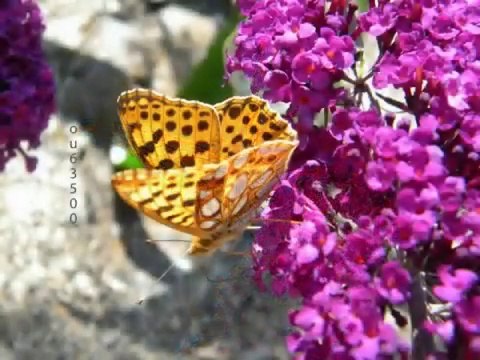 le tournesol nana mouskouri