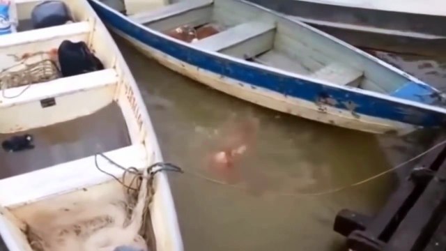 Movie_048【心霊・怨霊】【閲覧注意】恐怖！ピラニアの凶暴な集団捕食シーン＆噛む力と鋭い歯の衝撃映像！！アマゾンの人喰い殺人魚（チャンネル【恐怖で震えあがる】_Happening_ghost_Spirit