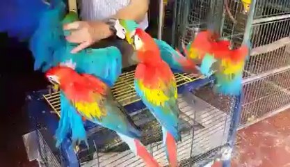 Macaw birds handfeed