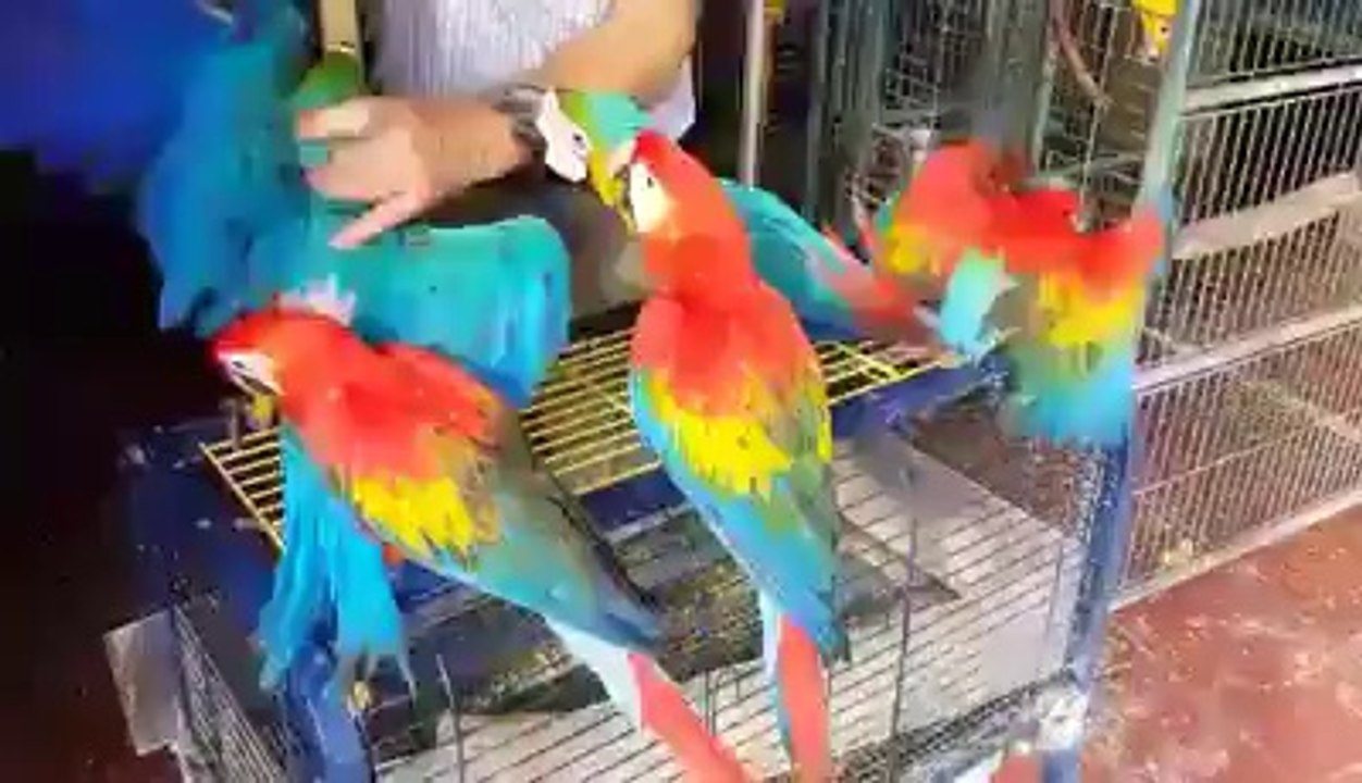 Macaw birds handfeed