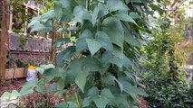 Vertical gardening of vegetables- pole lima beans 9- 25- 2014