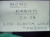 H Habilis OH 24