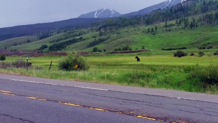 CAR HITS MOOSE in Colorado - White River National Forest