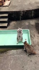 Un raton laveur lève la patte pour quémander