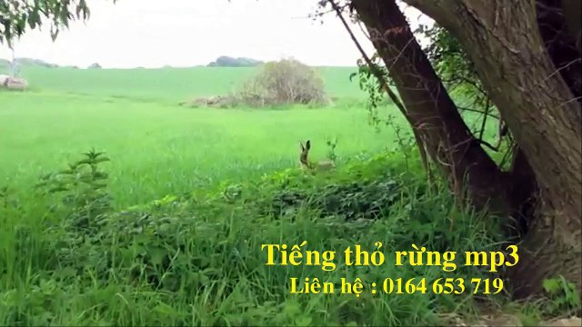 Tiếng thỏ rừng mp3. Liên hệ : 0164 653 7419 . Video 19